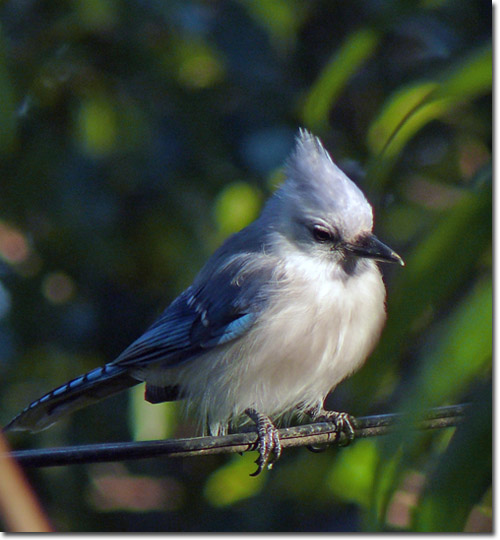 Backyard Bird Cam - leucistic Blue Jay