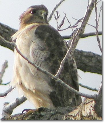 Backyard Bird Cam - Red-tailed Hawk